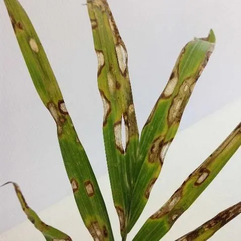 thumbnail for publication: Calonectria (Cylindrocladium) Leaf Spot of Palm